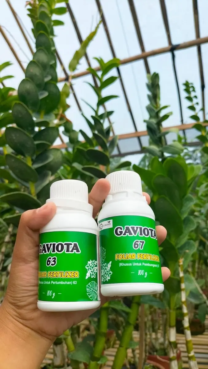 Tangan memegang dua botol pupuk daun Gaviota 63 dan Gaviota 67 berlabel hijau di dalam kebun anggrek