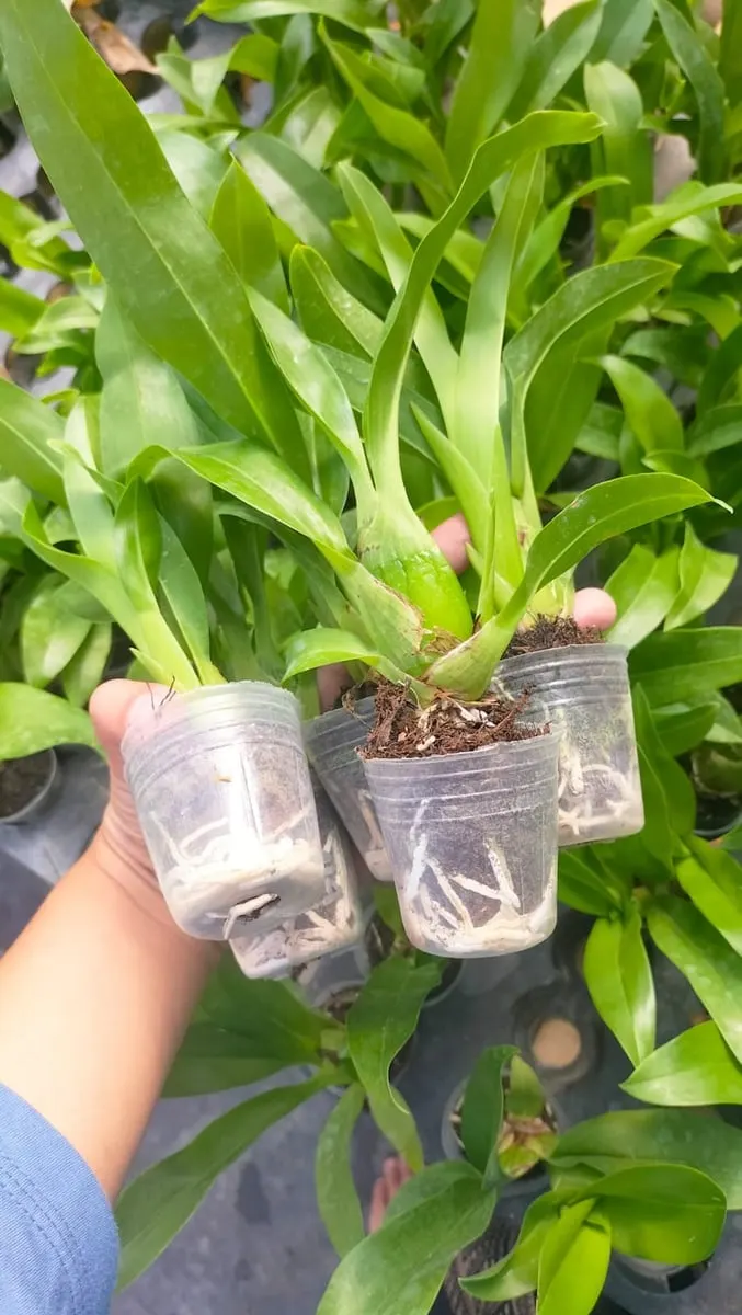 Tangan memegang tiga bibit anggrek dalam gelas plastik bening dengan akar putih terlihat