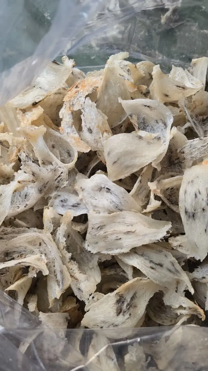 Kepingan sarang burung walet mentah berwarna putih kekuningan dengan bulu halus dalam plastik bening