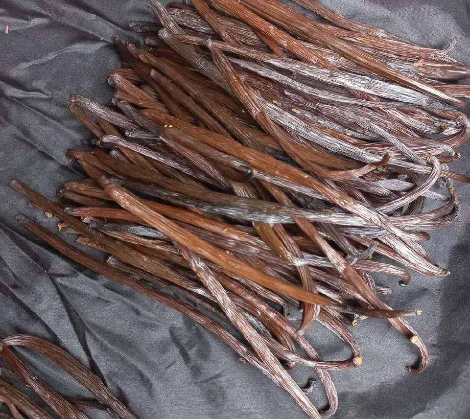Tumpukan polong vanili kering berwarna cokelat kemerahan di atas kain abu-abu