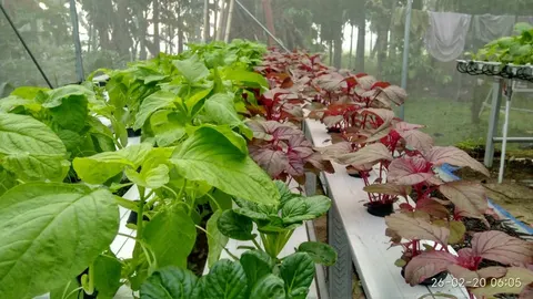 Deretan bayam hijau, bayam merah dan pakcoy tumbuh di talang hidroponik dalam rumah tanam