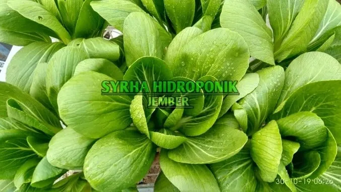 Pakcoy hijau segar dari dekat dengan tulisan Syrha Hidroponik Jember di tengah foto