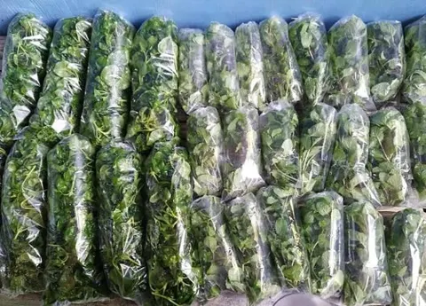 Puluhan ikat sayuran daun hijau dalam kantong plastik bening tersusun di atas meja